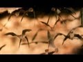 Impact and Role of Bats