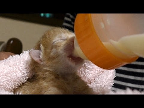 生後8日目キンクマ Youtube 生後8日目キンクマ Youtube