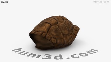Turtle Shell 3D model by 3DModels.org