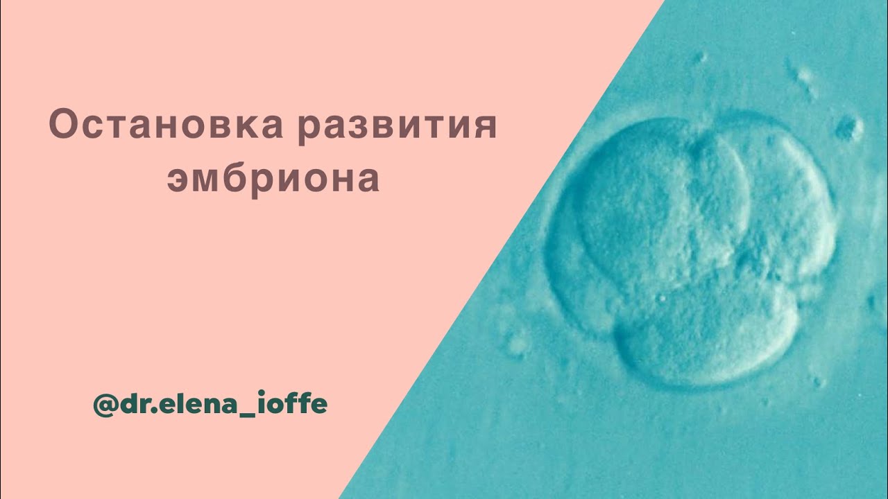 Остановка развития эмбриона.