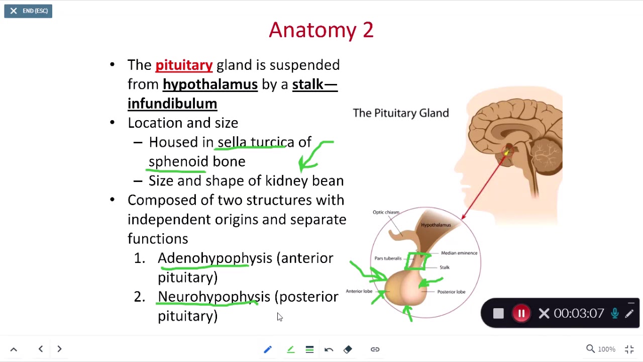 BIOL 214 Hyothalamus Ch 17 Part 2 - YouTube