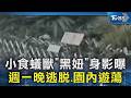 小食蟻獸「黑妞」身影曝 週一晚逃脫.園內遊蕩｜TVBS新聞 @TVBSNEWS02
