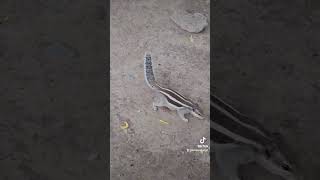 印度 松鼠 indian squirrel varanasi sarnath 鹿野苑 瓦拉納西 india 萌寵 cute 可愛 動物 旅行 traveling 日常