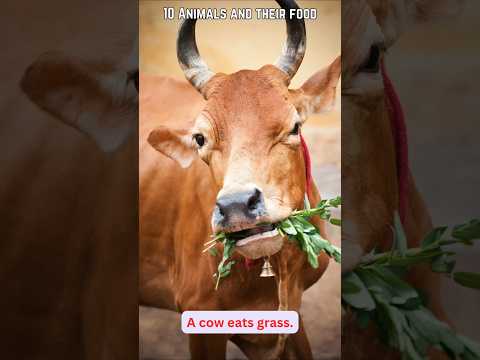 10 Animals and their food | Animals  for kids | Animals food | WATRstar #animals #shorts #ytshorts