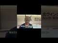 メキシコAAAより"スペル・エストレージャ"ドラゴ来日!