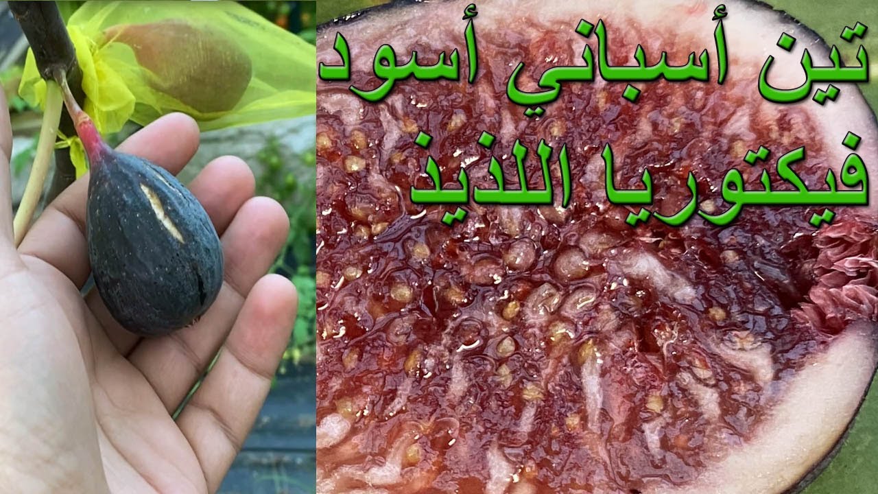 تين اسباني اسود فيكتوريا Victoria Spanish Fig 10-03-2023