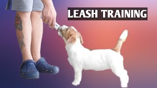 Leash training a puppy (3 months old, 1st day of training) JACK RUSSELL TERRIER by Mello Muñoz 366 views 1 year ago 2 minutes, 37 seconds