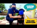 welltrained rottweiler dog funny corona story ||best family and guard dog.