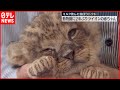 2年ぶり ライオンの赤ちゃんが誕生 大分 アフリカンサファリ