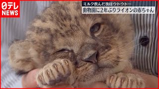 2年ぶり ライオンの赤ちゃんが誕生 大分 アフリカンサファリ Youtube