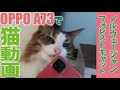 OPPO A73で猫動画を撮ってみた 