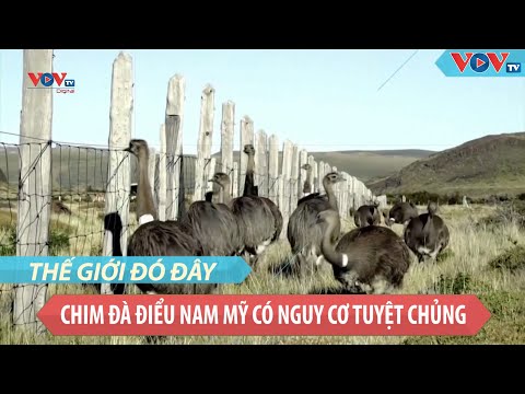 Video: Đà điểu Nam Mỹ ăn Gì?