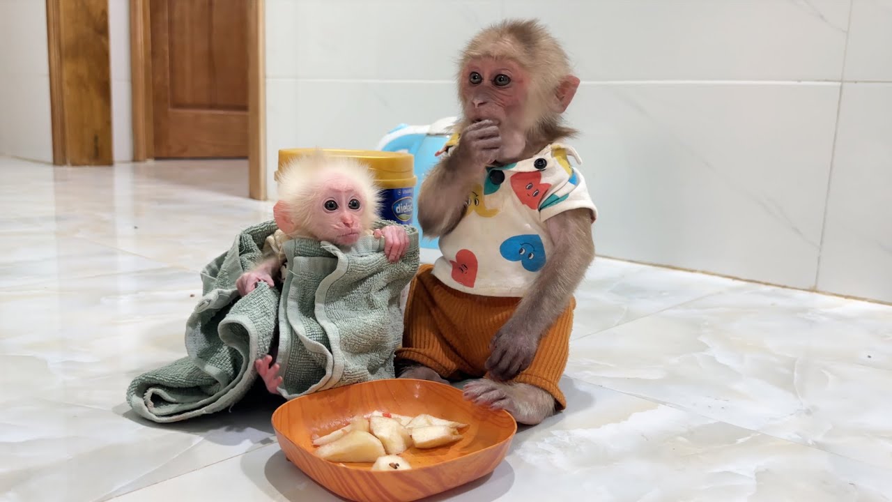 Poor baby monkey ZiZi was cared for by his Dad for the first