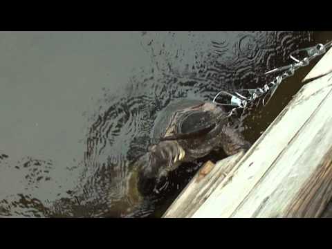 Harold, the Snapping Turtle - Algonquin Park