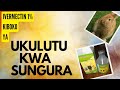 DAWA KIBOKO YA UKULUTU KWA SUNGURA Rabbit Chinchilla Calfonia Dutchvanderlind