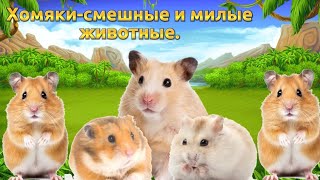 Хомяки-смешные и милые животные|Смешные пушистые друзья. выпуск от 10.05.2024.