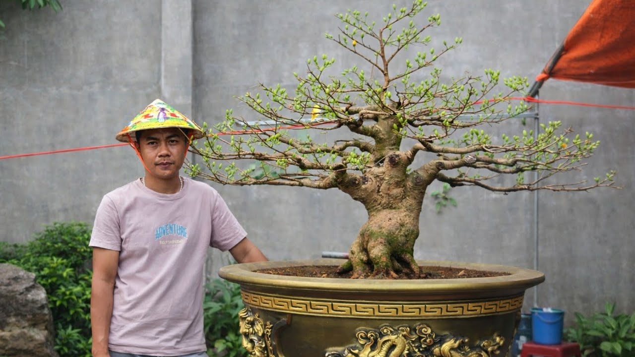 mai vàng nghệ thuật #maivanggiare #maivanggiare #maivangcothu #maivangmientay #shorts