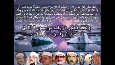 القران الكريم وتفقد الطير ، سورة النمل وكيف جودها كبار القراء