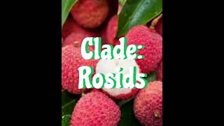 Litchi #plantsplanet723 #Lychee #nature #plantsaretreasure #forests #evergreenlands