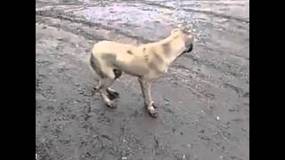 Köpek Halay Çekiyor Kurce Resimi