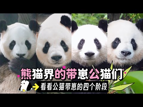 熊猫界的带崽公猫们 看看公猫带崽的四个阶段