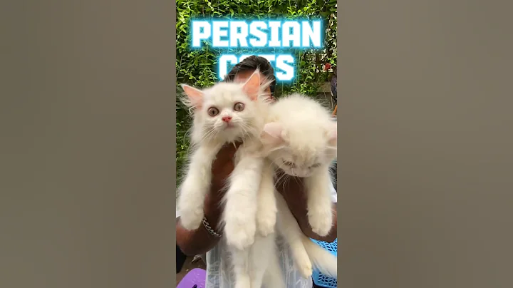 Video 10241401: cutest persian kitten, persiancat pets