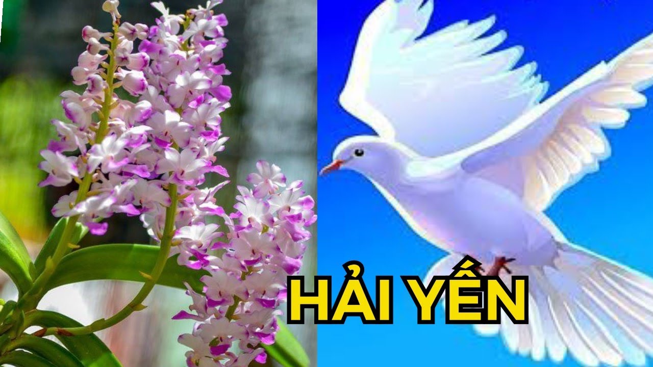 LAN HẢI YẾN TỎA HƯƠNG MÙA HÈ 2021 | #HOALANDUYPHONG - youtube