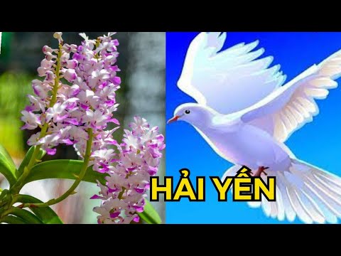 Video LAN HẢI YẾN TỎA HƯƠNG MÙA HÈ 2021 | #HOALANDUYPHONG - youtube
