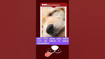 Exploring the Mystery of Dog Nose Prints #dog #dogfacts #petcare
