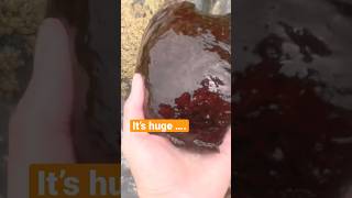 IT’s Huge Giant Black Slug