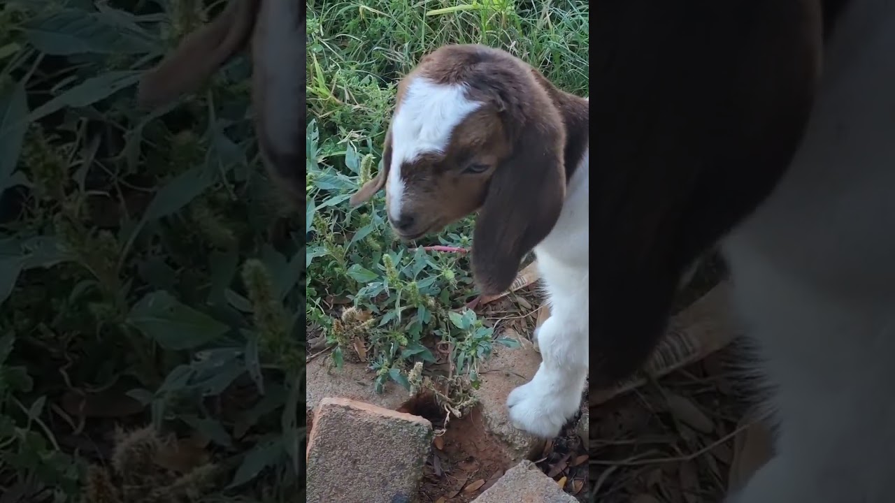 Adorable baby goat talking to mom!! 