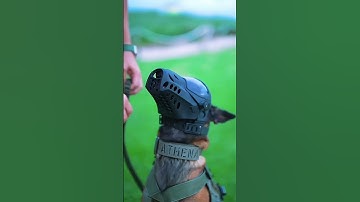 Thumbnail of #k9dog #k9master #malinois #dogcoach #dogshorts