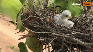 Review the behavior of the baby shikra before it died.#ep_4  #beautifulbirds #lovelybride