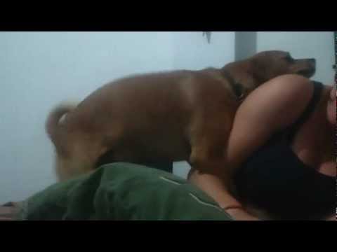 Dog, Hump, Girl, Air, Funny, Home, Made, Video, Now, Thats, TV.