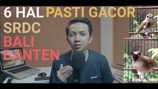 Semua Jenis Burung SRDC pasti GACOR jika dilakukan Perawatan yang benar, SRDC bali,SRDC Banten.