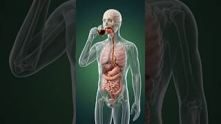 This Is What Coffee Does Inside Your Body (Shocking)    #viral  #coffee  #science  #health #body