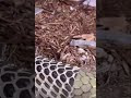 تبديل جلد الافعى هل تعلم 