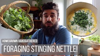 Foraging Stinging Nettle and Making Nettle-Cheese Soup by Homegrown Handgathered 10,698 views 1 month ago 8 minutes, 6 seconds