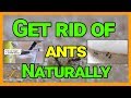How to Get Rid of Ants Naturally With Borax