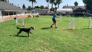 Volt's First Agility Title! USDAA Starters Jumper
