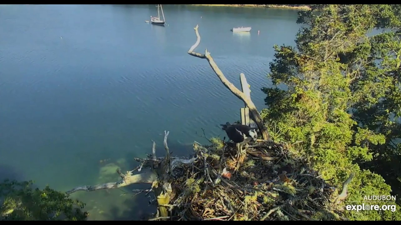Steve's Arrival at 8:40 am - Hog Island Osprey Nest 2020 06 14 - YouTube
