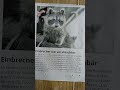 Einbrecher war ein Waschbär