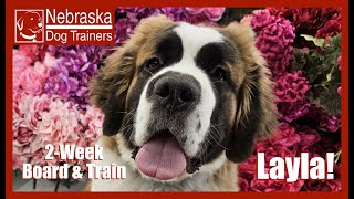 Layla | 6MO St. Bernard | Off Leash Reliable Dog Training Nebraska