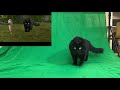 OwlKitty Behind The Scenes (How To Train Your Dragon)