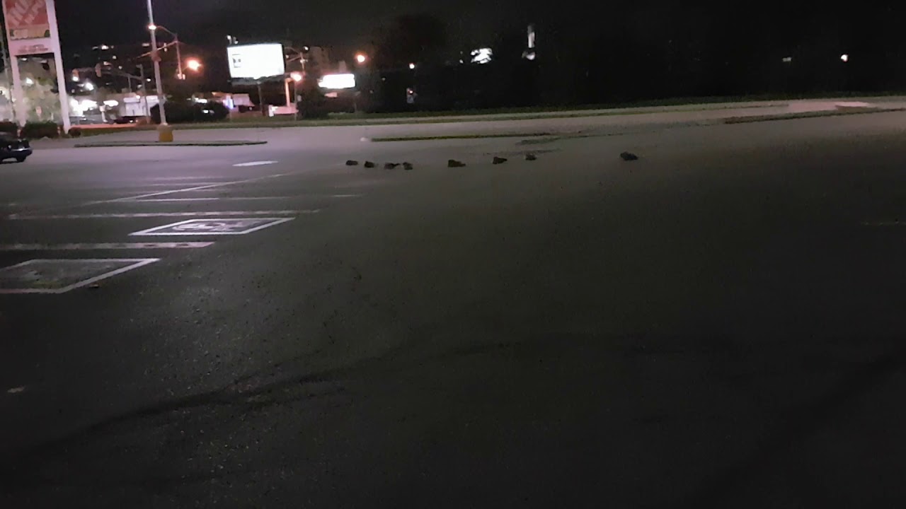 Geese sleep in Home Depot parking lot at night YouTube