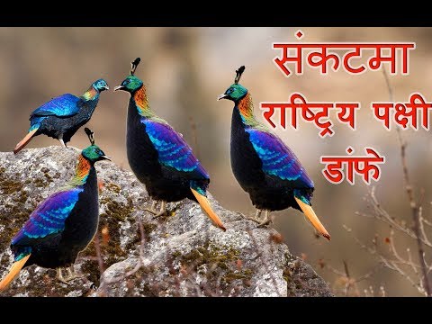 चोरी शिकारी र बासस्थानको अभावले संकटमा डाँफे | National bird danfe