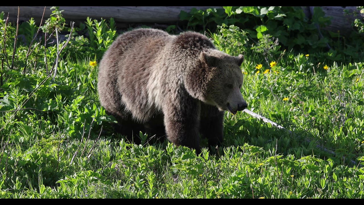 Black bear vs Grizzly bear comparison YouTube