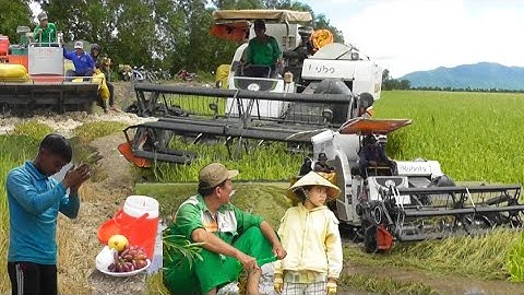 hai máy cắt 105 cắt lúa non bị ngập nước giá lúa bán được 4700₫K tập24# maibangtv 