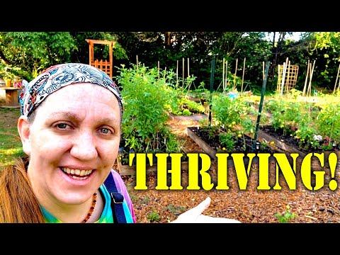 The Garden is Surviving and Thriving Through the Heat! Helping Others Is a BLESSING!