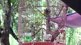 Burung hijau